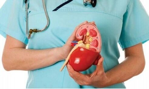human kidney as a habitat of alveococcus parasites