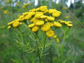 Tansy to get rid of parasites from the body