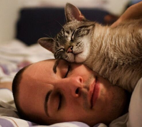 sleeping with cats as a cause of parasitic infections