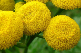 Flowers of tansy