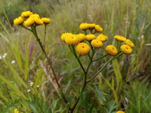 The impact of tansy, when worm infestations,