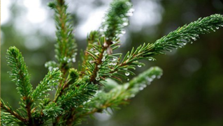 The oil of the fir tree